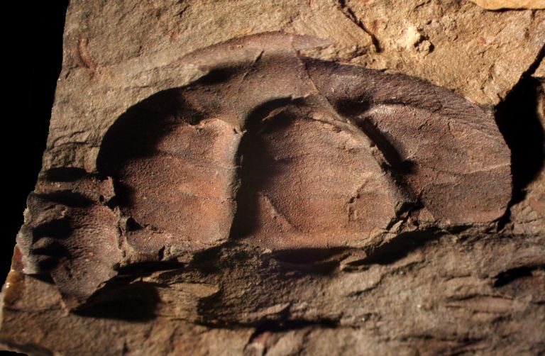 Colour image of brown rock with three fossilized bumps