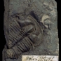 Colour image of fossilized animal with hard shell stripes