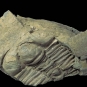 Colour image of fossilized animal with hard shell stripes