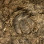 Image couleur de roche noire avec trois bosses fossilisées