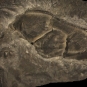 Image couleur de roche brune avec trois bosses fossilisées