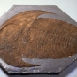 Image couleur d’un animal fossilisé brun