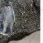 Double image couleur : roche grise tachetée avec section fossilisée de crevette et dessin de l’animal