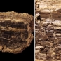 Image double d’une roche brune avec du bois fossile brun foncé et du même fossile en gros plan