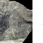 Double colour image of gray rock with darker gray leaf fossil and drawing of plant