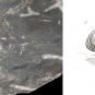 Double colour image of gray rock with darker gray leaf fossil and drawing of plant