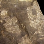 Colour image of brown rock with white, criss-crossed lines