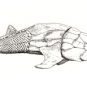 Triple colour image of gray rocks with fossilized fish tails with drawing of fish in center