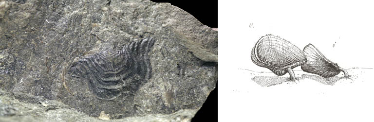 Double image couleur : roche gris foncé avec feuille fossile gris plus foncé et dessin de plante