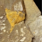Double image couleur : roche brune et jaune avec lignes blanches entrecroisées et dessin de trilobite