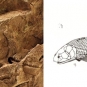 Double image couleur : roche brune avec écailles de poisson fossilisées et dessin de poisson