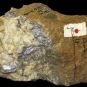 Image couleur d’une roche brune avec grandes sections de roche métallique blanche et grise