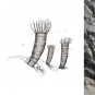 Triple image couleur : corail fossilisé brun, dessin de corail et corail fossilisé gris avec pièce d’un dollar comme valeur d'échelle