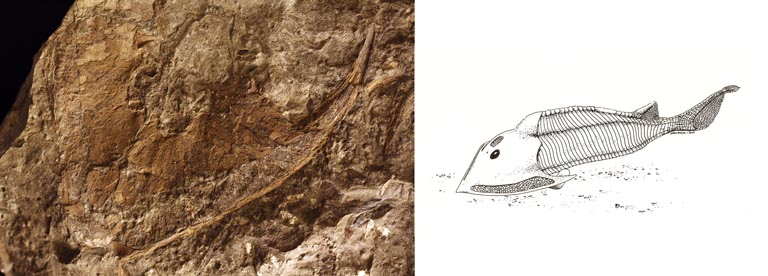 Double image couleur : roche brune avec tête de poisson fossilisée et dessin de poisson