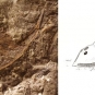 Double image couleur : roche brune avec tête de poisson fossilisée et dessin de poisson