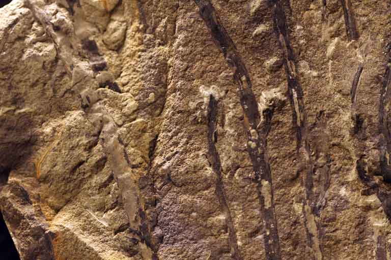 Image couleur de roche brune avec rayures verticales brun foncé