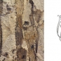 Double image couleur : roche brune avec rayures verticales noires et dessin de plante