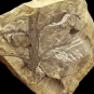 Image couleur de roche brune avec fossile de plante brun foncé ressemblant à un arbre avec des branches