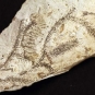 Image couleur de roche blanche avec fossiles de plante bruns ressemblant à une fougère