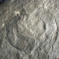 Image couleur de roche grise avec fossile d’animal enroulé, de type mille-pattes