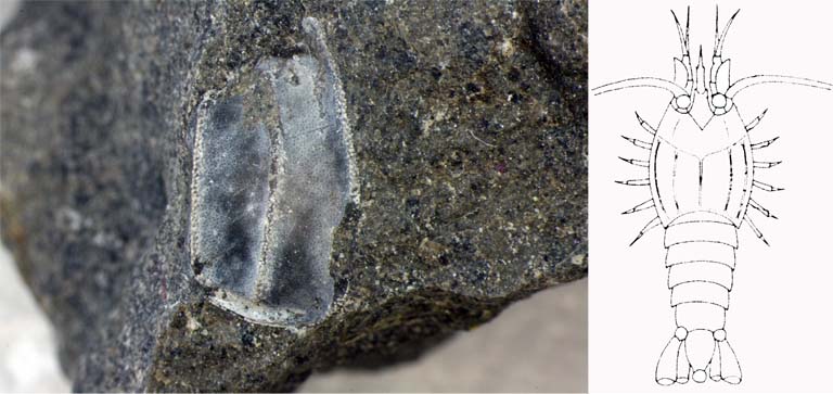 Double colour image of gray specked rock with fossilized section of a shrimp and drawing of animal in life