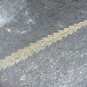Colour image of dark gray rock with diagonal, green, branch-like fossil