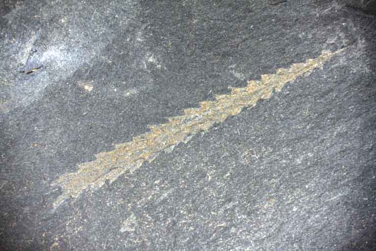 Image couleur de roche gris foncé avec fossile vert, en forme de branche d’arbre et en diagonale