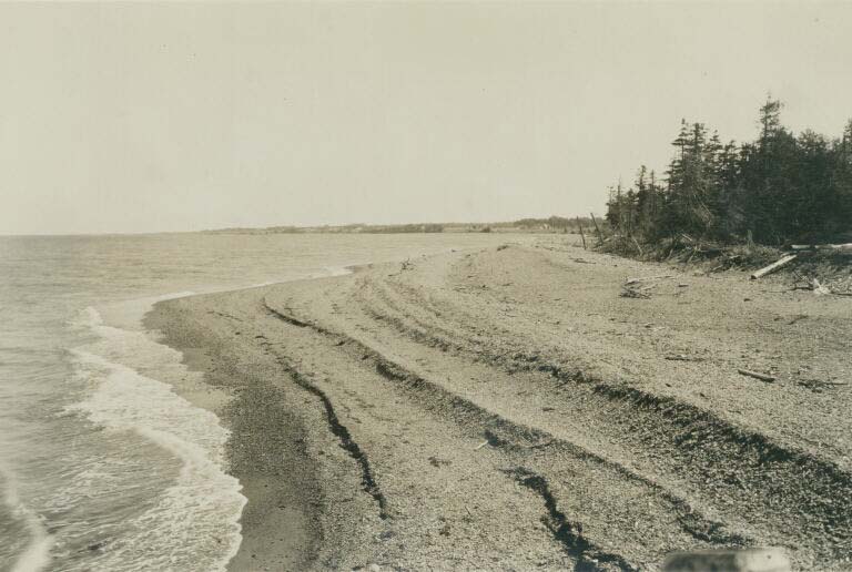 Photographie noir et blanc d’une plage et d’arbres au bord de l’océan