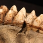 Colour photograph of a brown jawbone with two white teeth