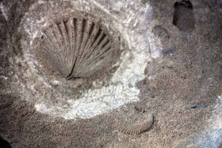 Colour image of rock with brown and white fossilized shell