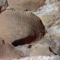 Image couleur de roche avec coquillage fossilisé de couleur brune
