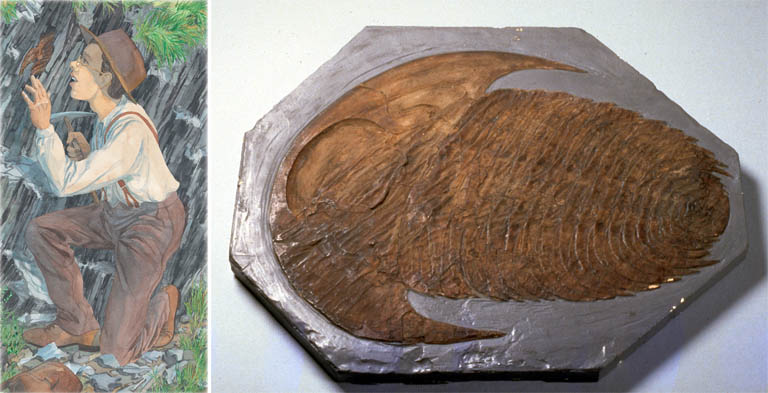 Double colour image of boy examining rocks and brown fossilized trilobite