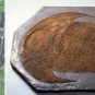Double colour image of boy examining rocks and brown fossilized trilobite