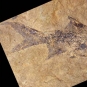 Double colour image of gray rocks with round fossils, people examining gray rock face and a brown fish fossil
