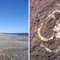 Double image couleur : plage rocailleuse rouge et fossile d’insecte blanc dans une roche rouge