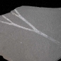 Colour photograph of a gray rock with silver stripes